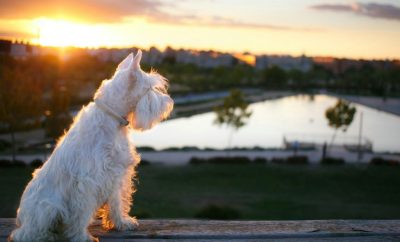 Las Mejores Actividades para Disfrutar con los Perros en Madrid